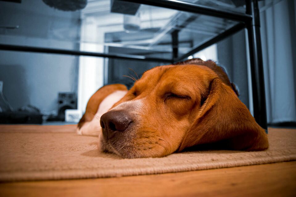 Ein Beagle schläft gemütlich am Bodern unter einem Couchtisch